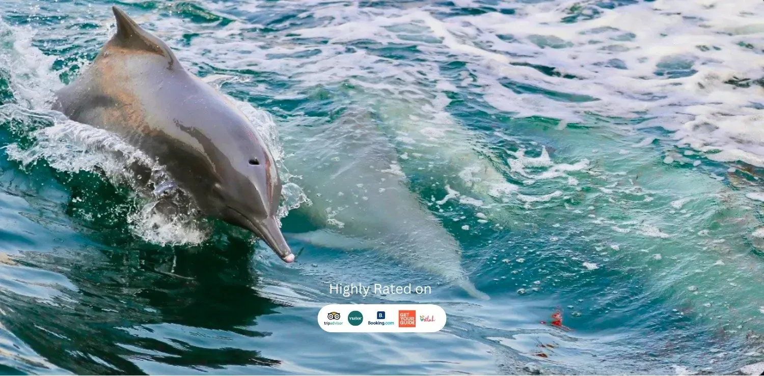 https://ur2h9smi.turpal.com/media/sx1vVKEok0meCZbtzTuvJyKZkr030cgNnUuKC12E.webp